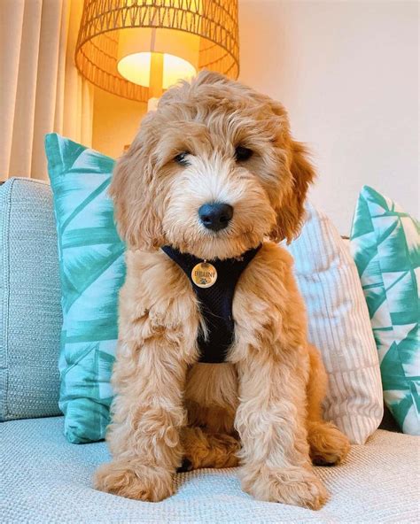 F2b goldendoodle - F1, F1B, F2, F2B and all types of Goldendoodles are an intentional cross between two parent breeds: the Poodle and the Golden Retriever. So Goldendoodles are not purebred dogs but rather a crossbreed or a hybrid. (A hybrid is an intentional crossing of two different breeds.) Some say “hybrid” but Goldendoodle parents say “happy family ...